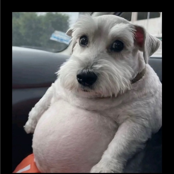 furbabyclothing